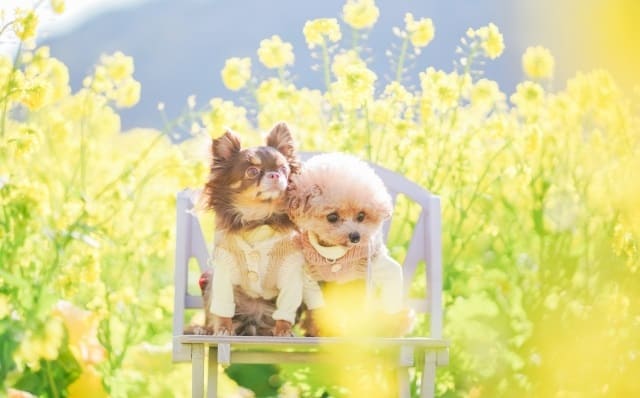 花畑と犬2匹