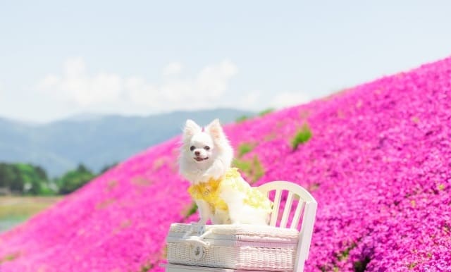 花と犬