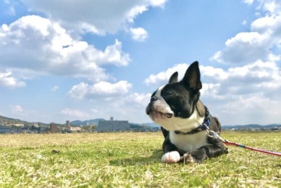 犬と草原