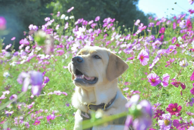 犬と花