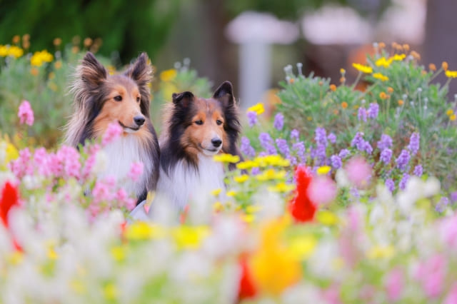 2匹の犬と花
