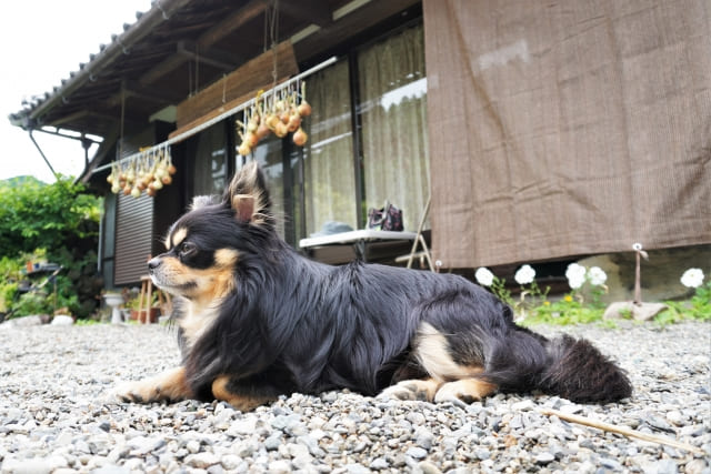 犬と庭