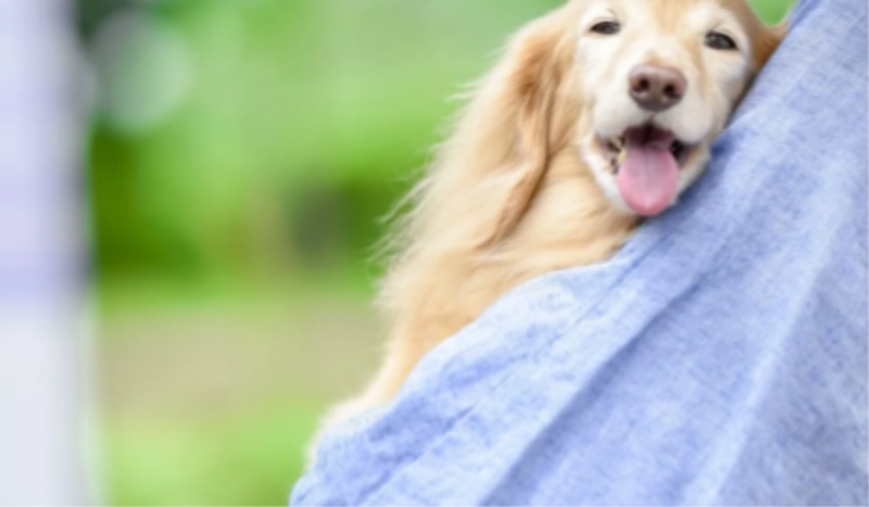 抱きかかえられる犬
