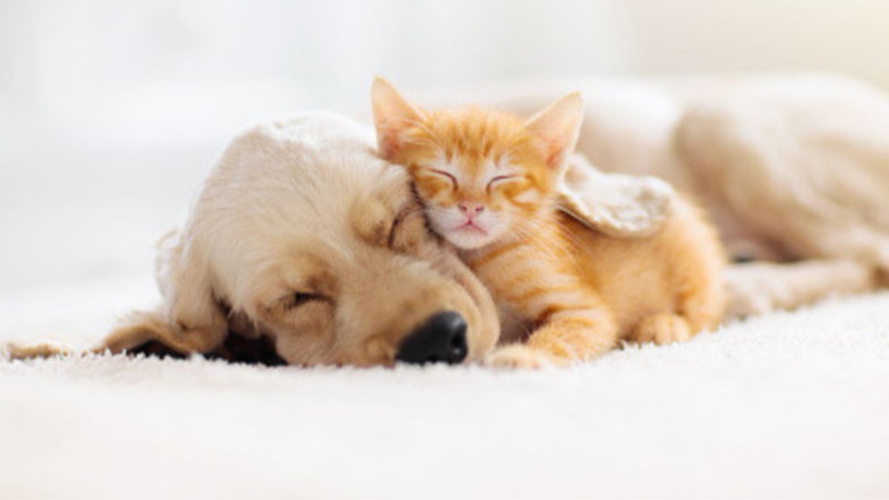 子犬と子猫