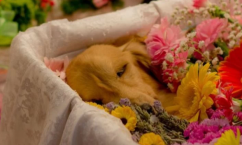 眠っている犬