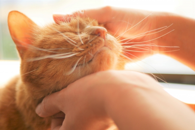 愛猫の葬儀・火葬の流れ|手順や事前準備、必要な手続きを詳しく解説