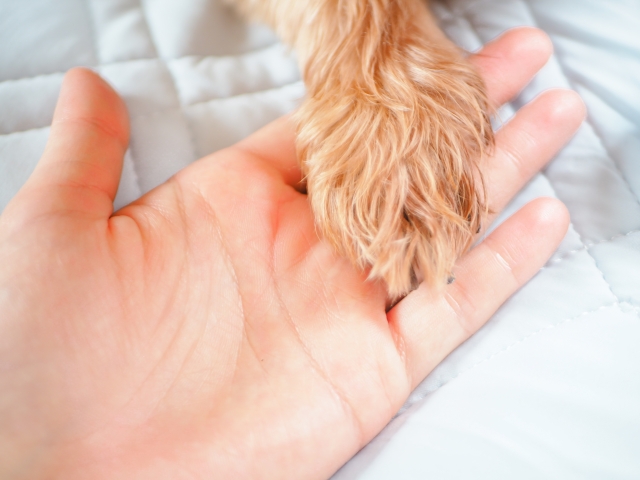 犬の手