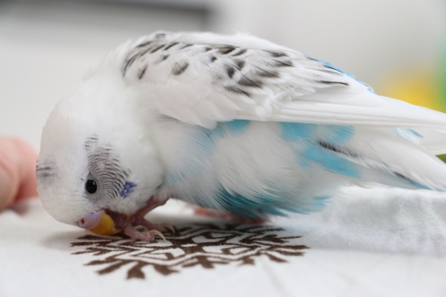 インコ