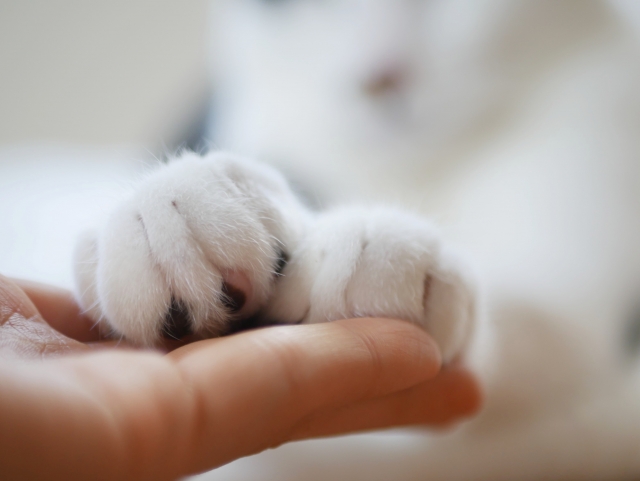 猫の手