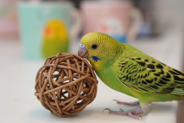 手まりとインコ