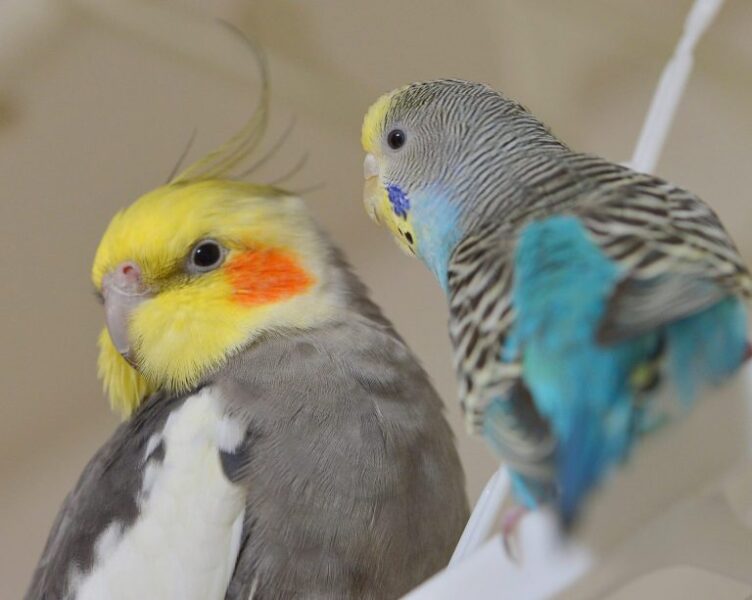 二羽インコ