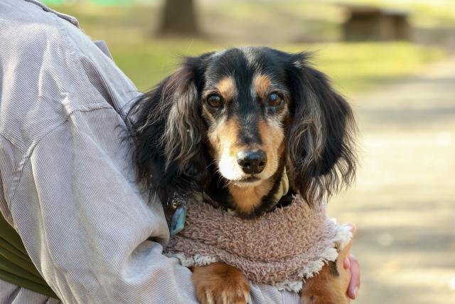 愛犬の葬儀・火葬の流れ|手順や事前準備、必要な手続きを詳しく解説