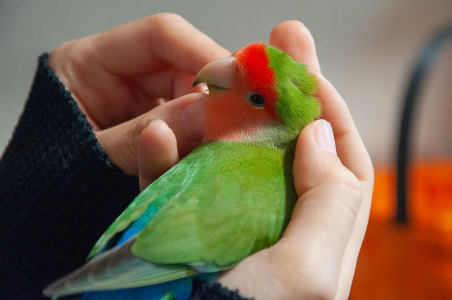 手とインコ
