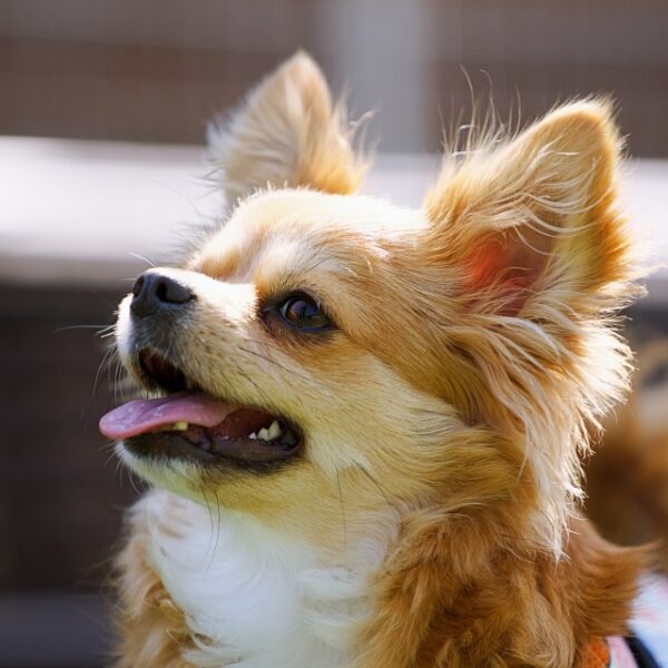 犬