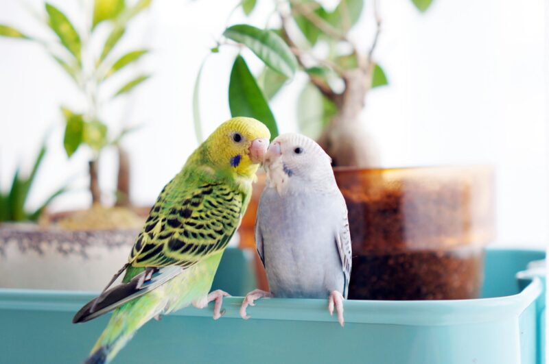 インコ（鳥）の葬儀・火葬の流れ｜手順や事前準備、必要な手続きを詳しく解説
