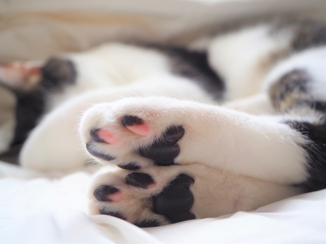 猫のあし