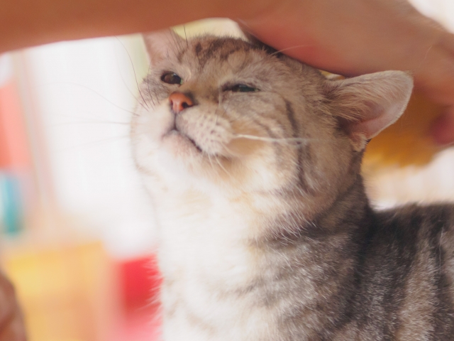 猫をなでる