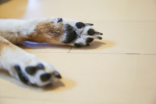 犬の手