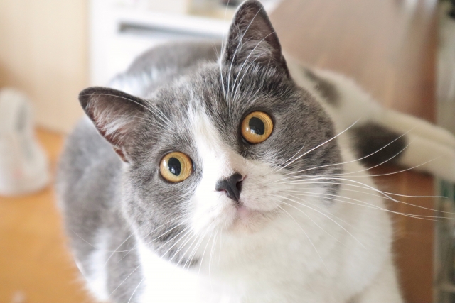 猫
