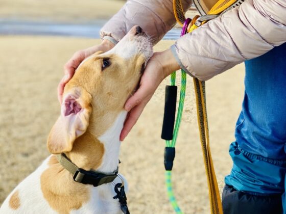 撫でられる犬