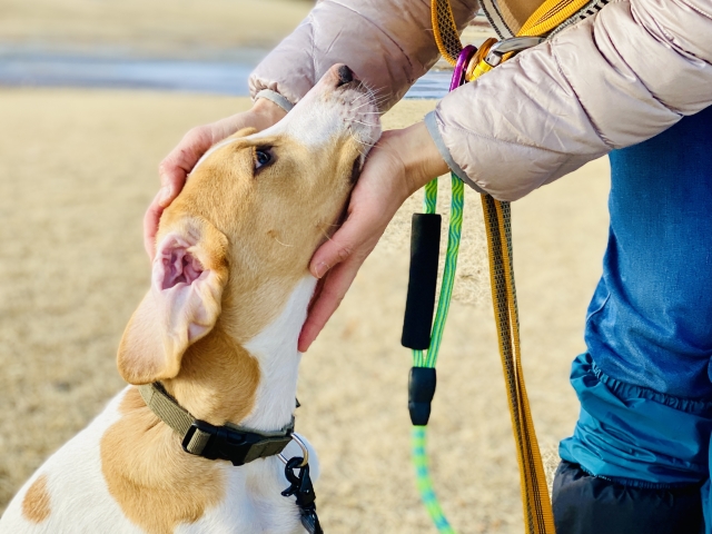 愛犬が余命宣告を受けた┃生前にやるべきことやペット葬儀に向けた準備を解説
