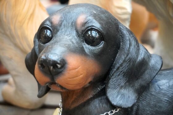 黒い犬