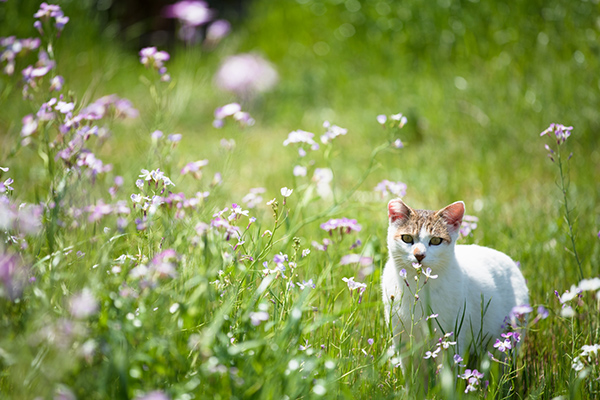 猫と草原
