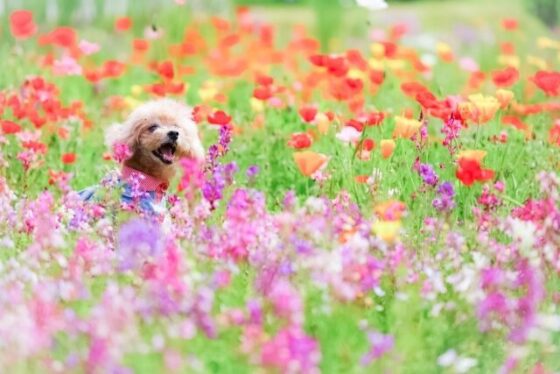 花畑にいる犬