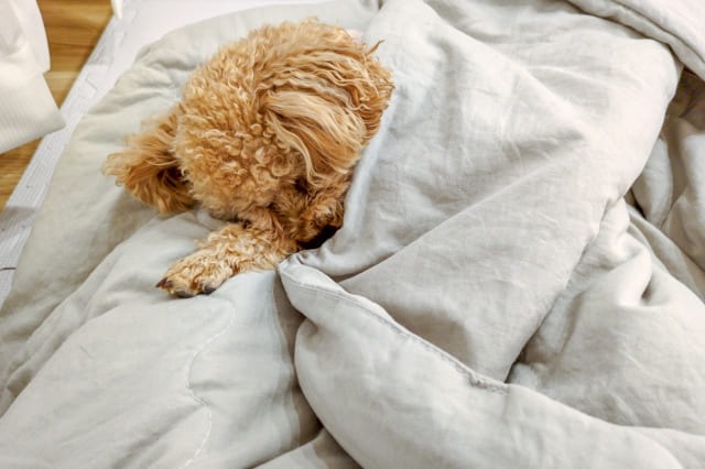 布団に包まれるペット