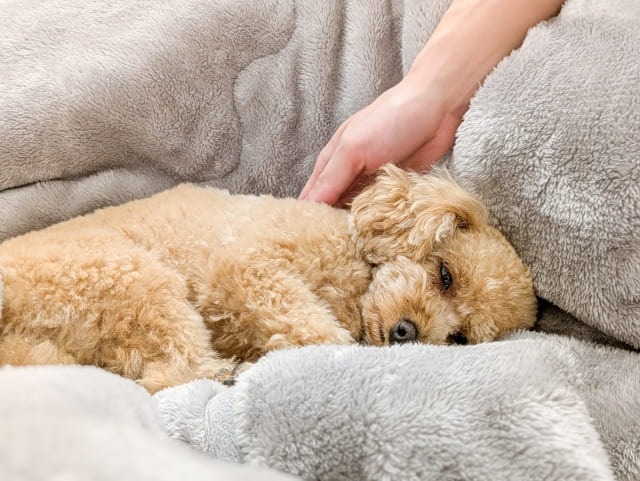 目黒区で火葬前にペットの遺体を触ってもいい？注意点や安置方法を解説