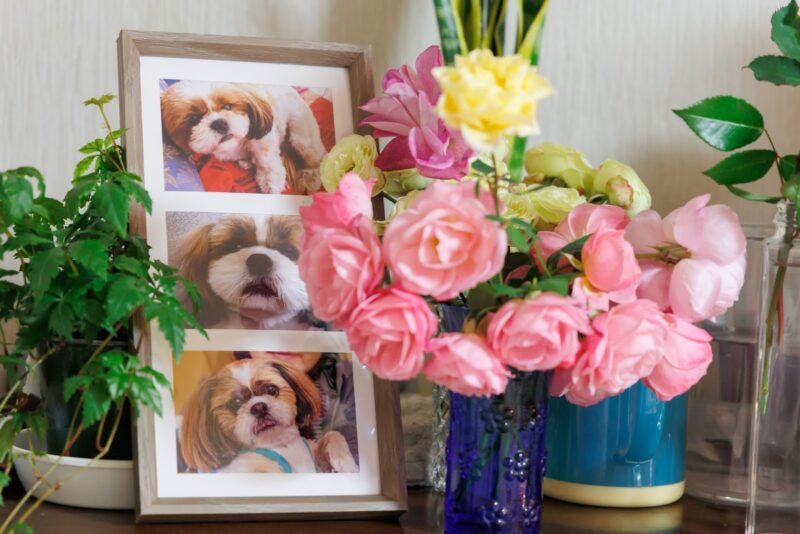 川崎市でペットの火葬に立ち会うには?火葬に立ち会える2つの選択肢を解説