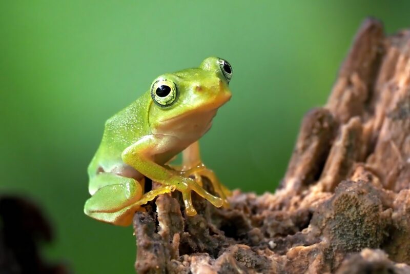 目黒区で両生類の埋葬はダメって本当？推奨されない理由と火葬による供養を解説