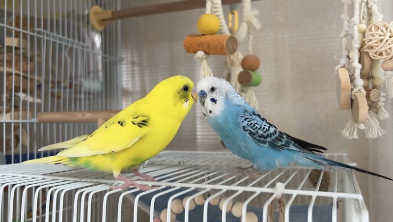 【川崎市】ペットの鳥を埋葬できる？おすすめできない理由とペット火葬業者を選ぶメリット