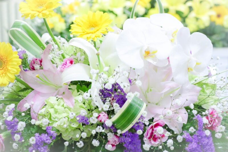 新宿区で鳥やハムスターなど小動物の火葬は可能？費用相場や注意点も解説